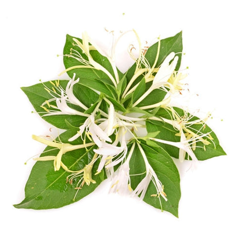 TFA Honeysuckle (PG)